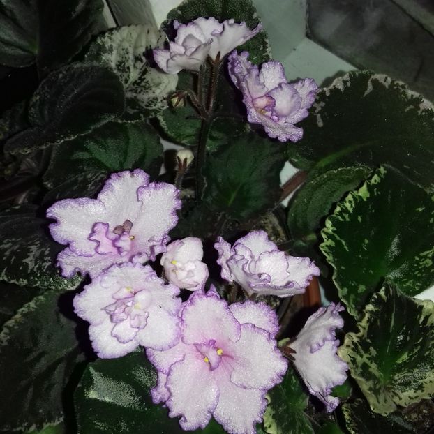  - Florile mele