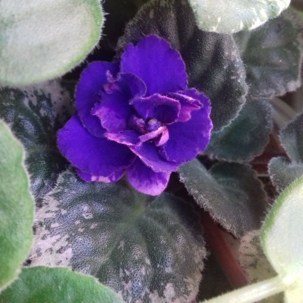  - Florile mele