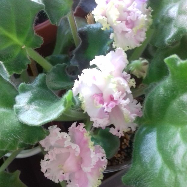  - Florile mele