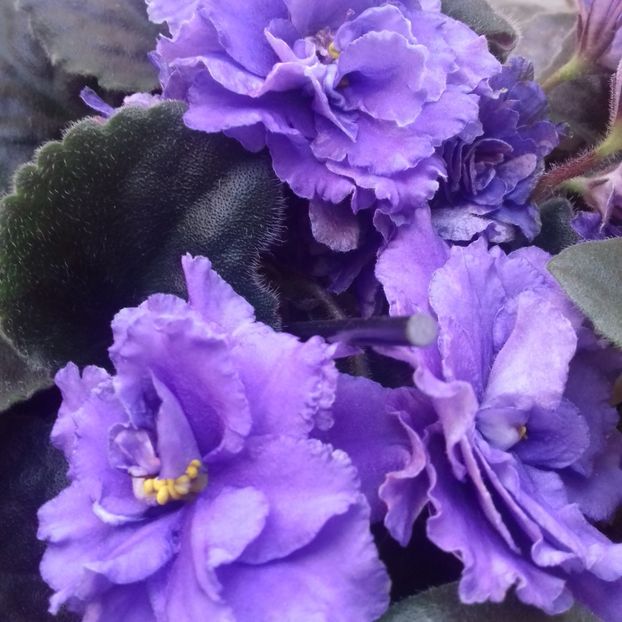  - Florile mele