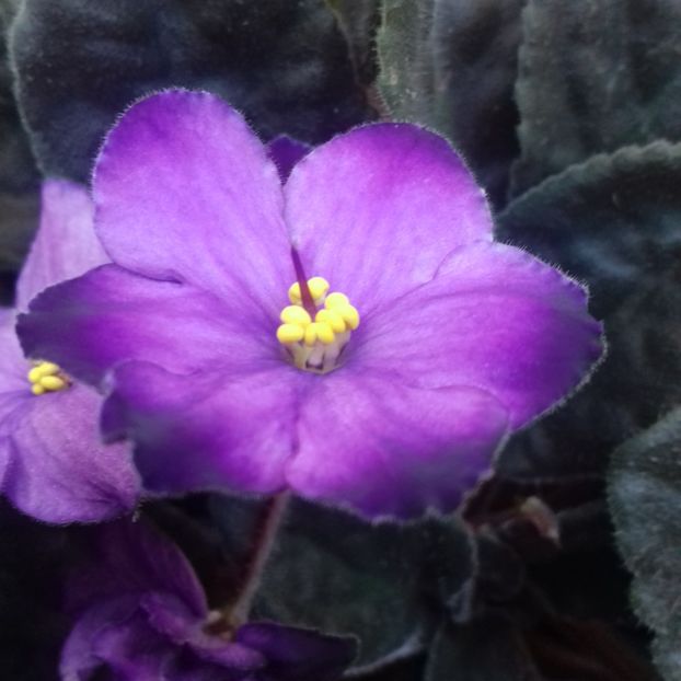  - Florile mele