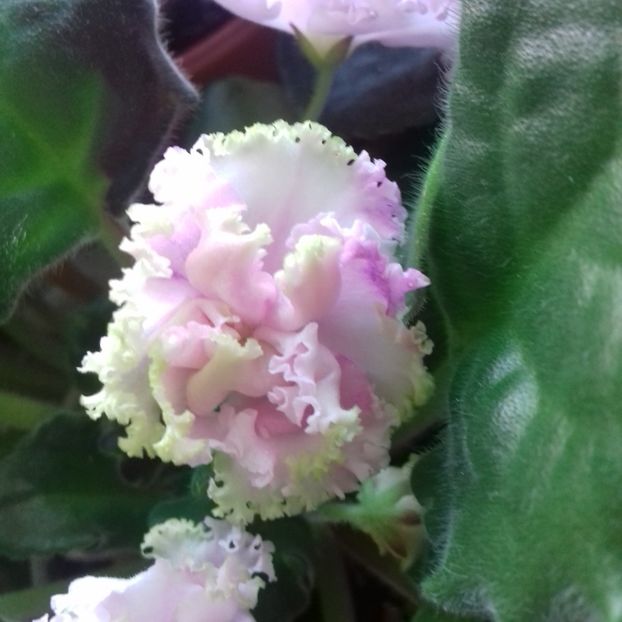  - Florile mele