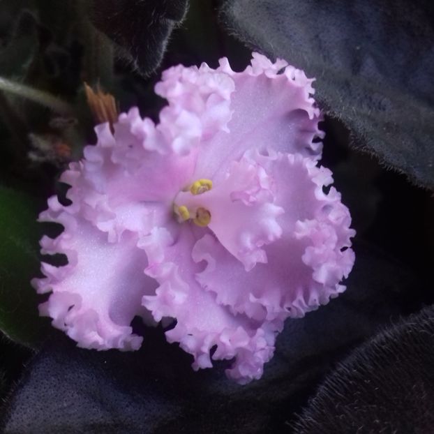  - Florile mele