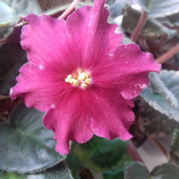  - Florile mele