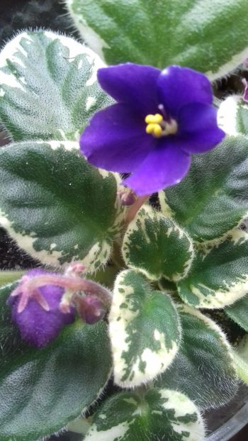  - Florile mele