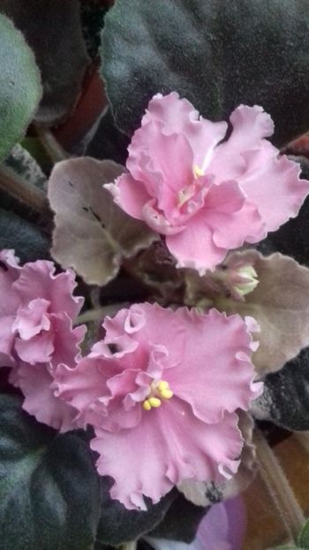  - Florile mele
