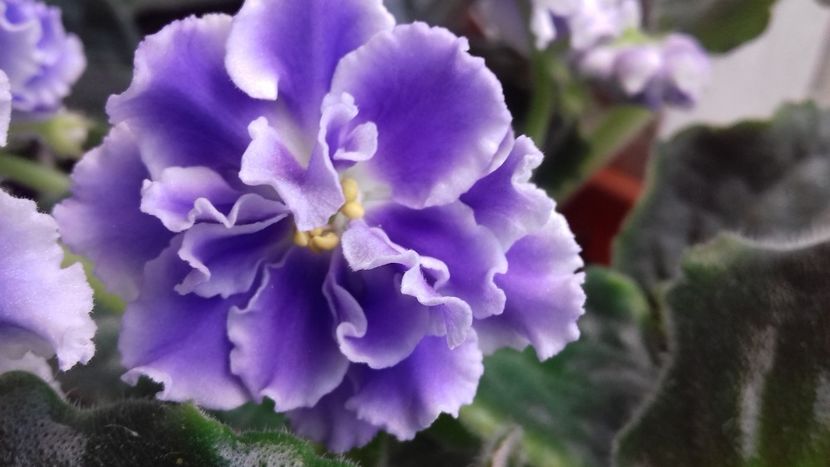  - Florile mele