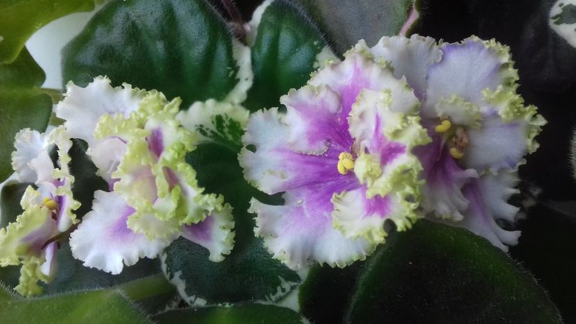  - Florile mele