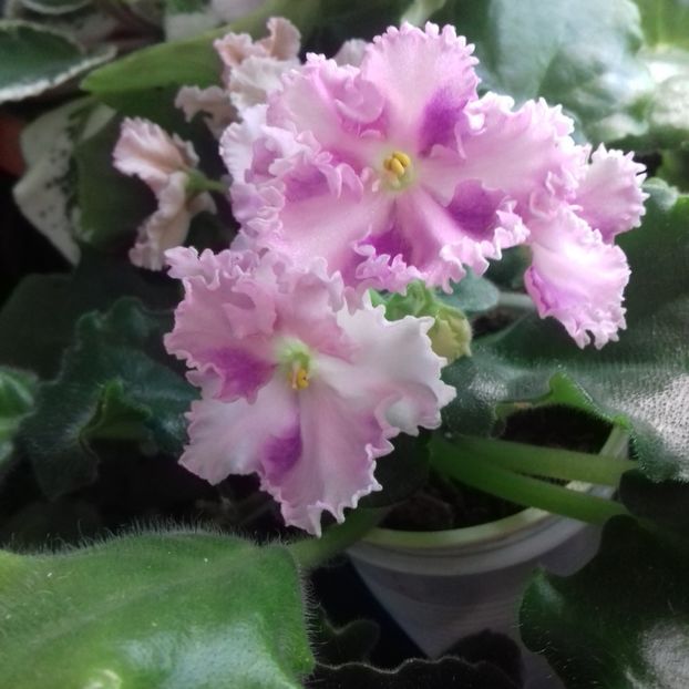  - Florile mele