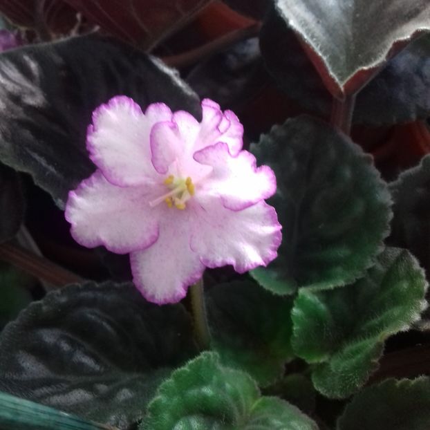 - Florile mele