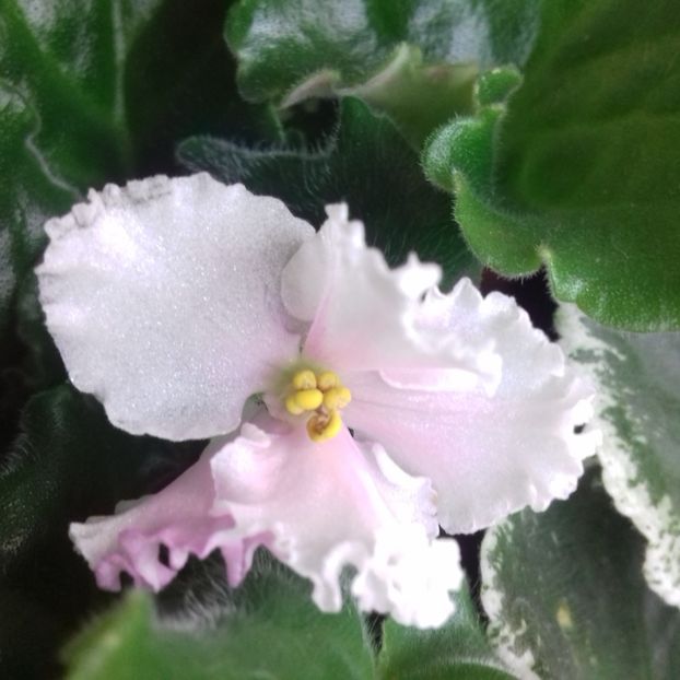 - Florile mele