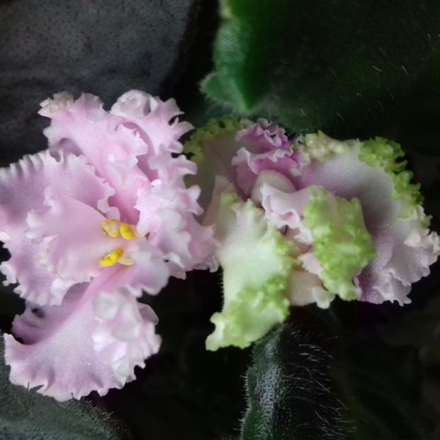  - Florile mele
