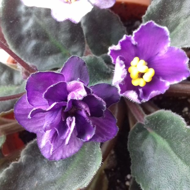  - Florile mele