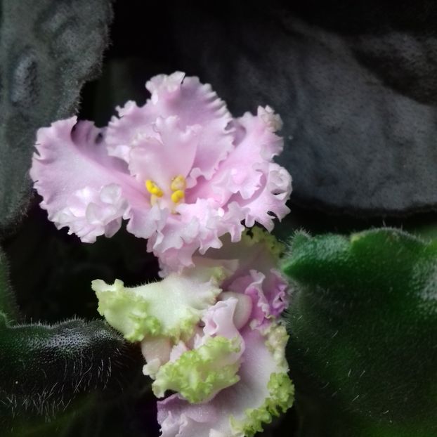  - Florile mele