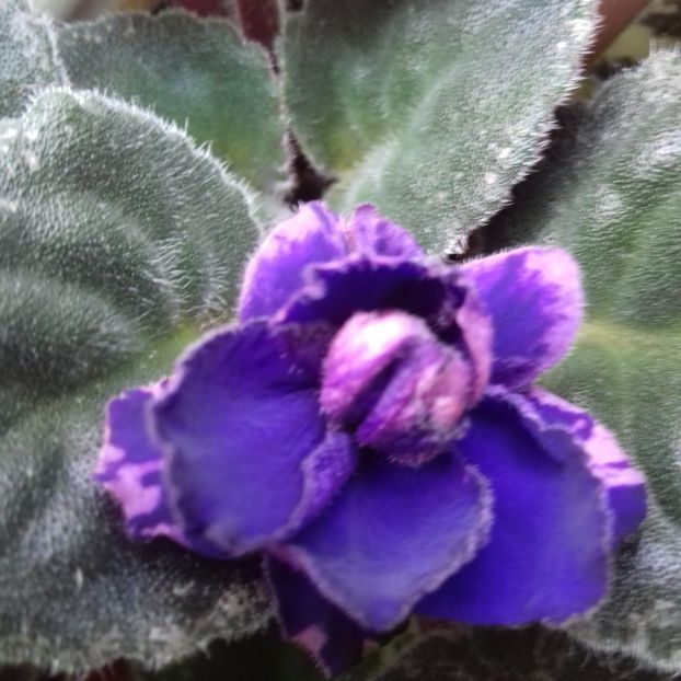  - Florile mele