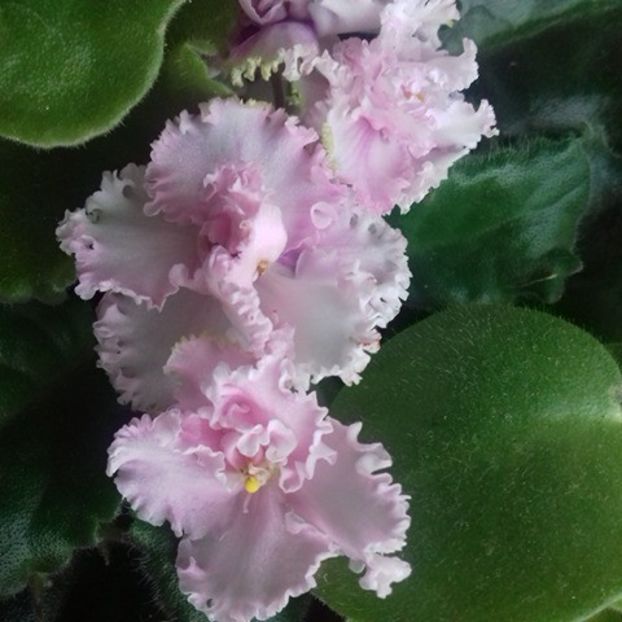  - Florile mele