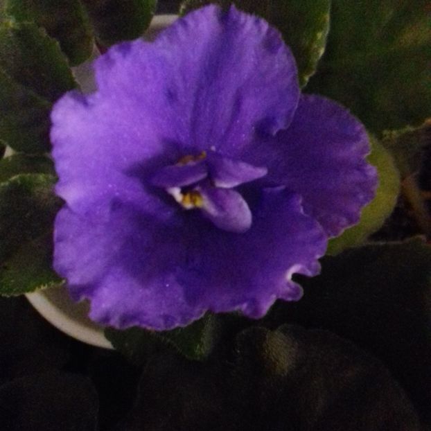  - Florile mele