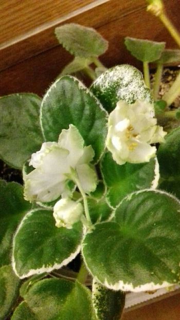  - Florile mele