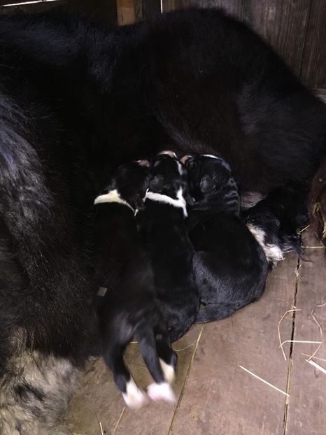 F8AED560-9D99-4C0D-8F53-B8D08DADA579 - Pui 24-04-2018