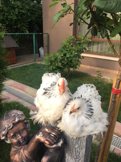 9FB75593-E0F3-4B47-BE1C-190EA61602CD - Puișori cochin pitic 2018