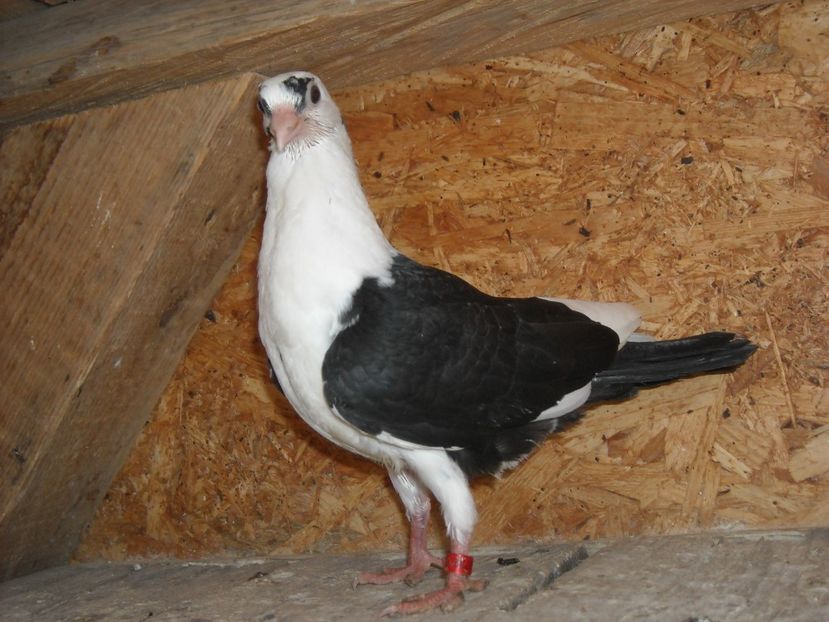 recuperat de la  vre o 10 km - PUISORI 2018