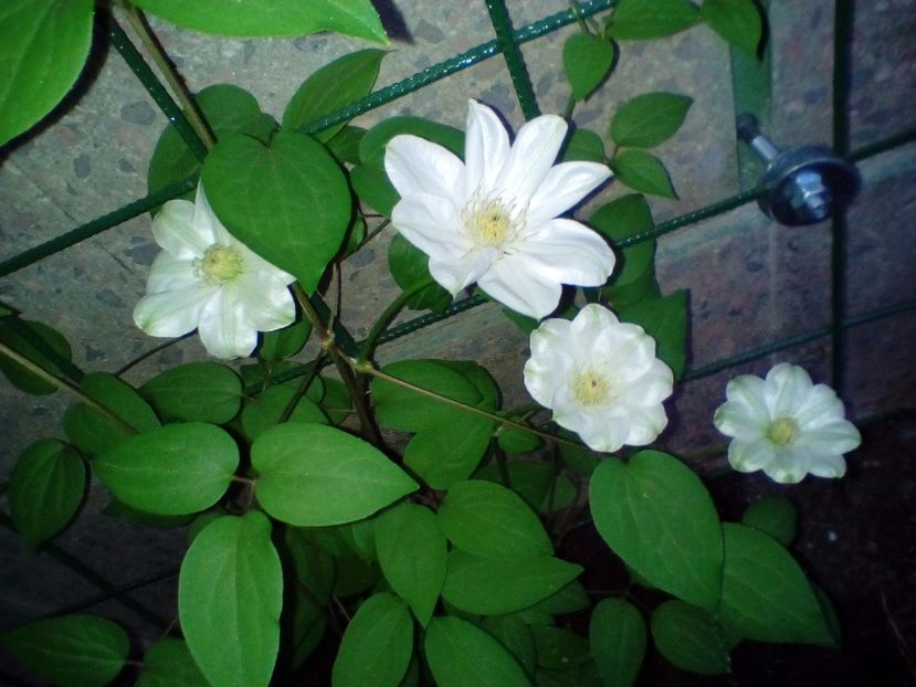 06 05 2018 - Guernsey Cream