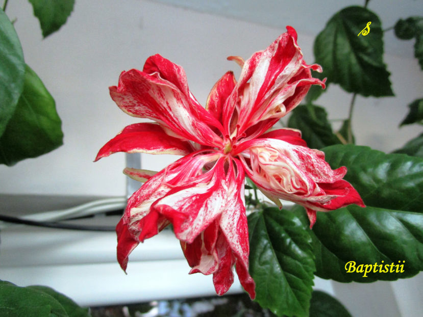 Baptistii(6-05-2018) - Hibiscusi 2018