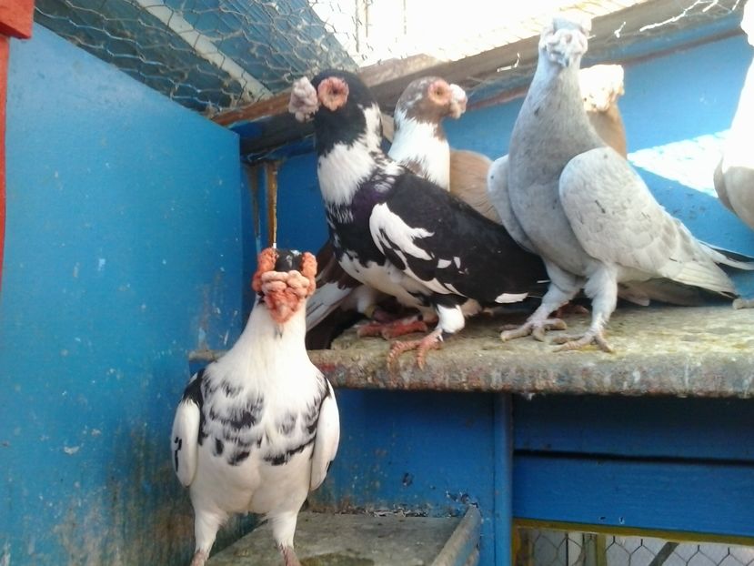 2016-11-26 12.51.01 - GENETICA