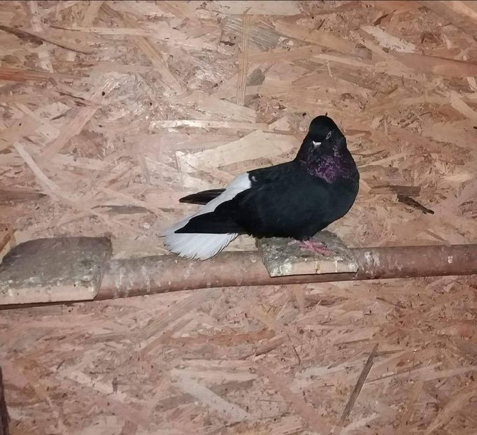  - 6-Negru Codalb Romanesc