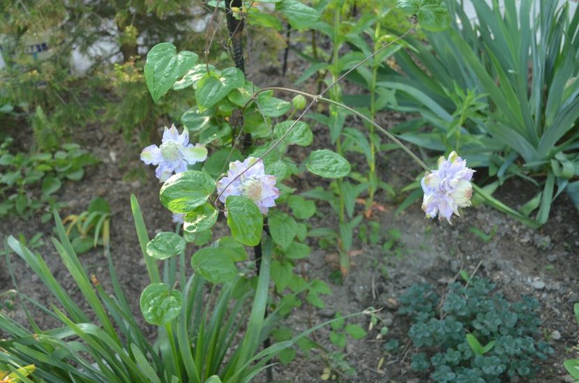  - dragostea  de natura