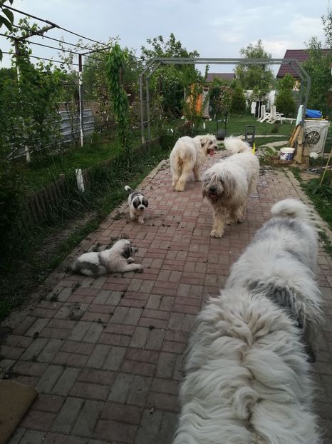  - Alexandra și puii 2018