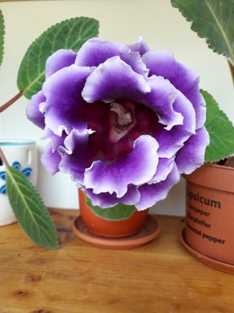 Mai 2018 - ALLEGRO PURPLE