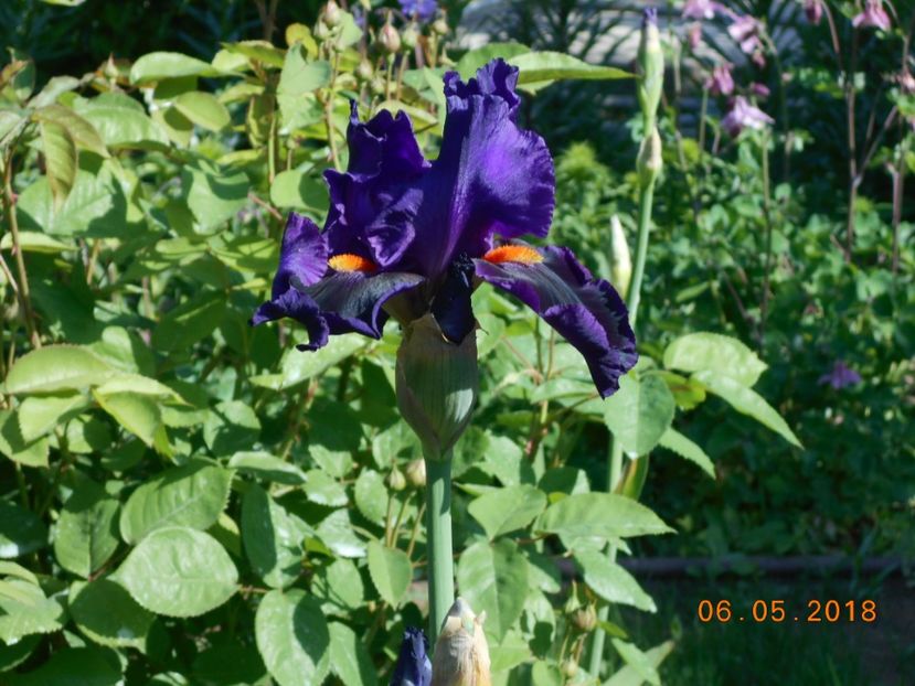 local color - 3Irisi 2018