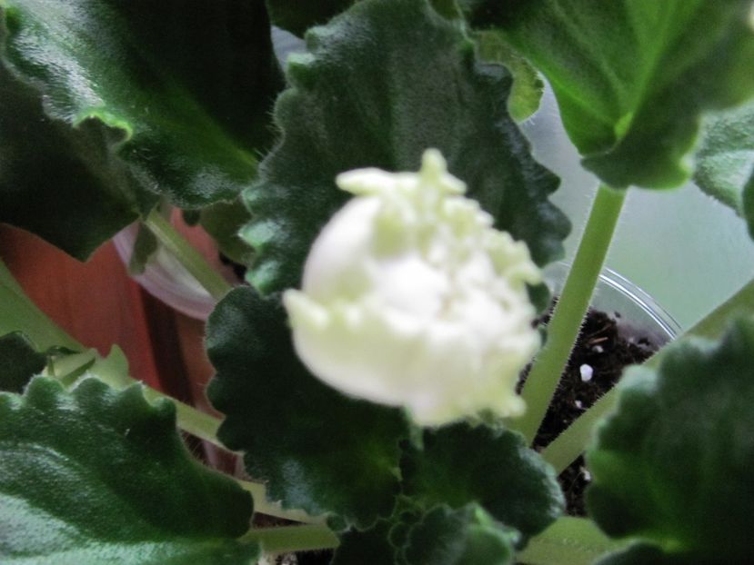  - ZZZZLE Chateau Margaux