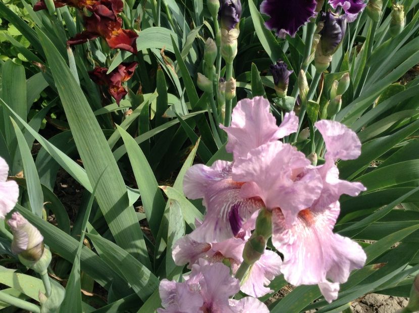 Maria tormena - Irisi 2018