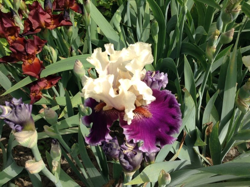 Astroblubless - Irisi 2018