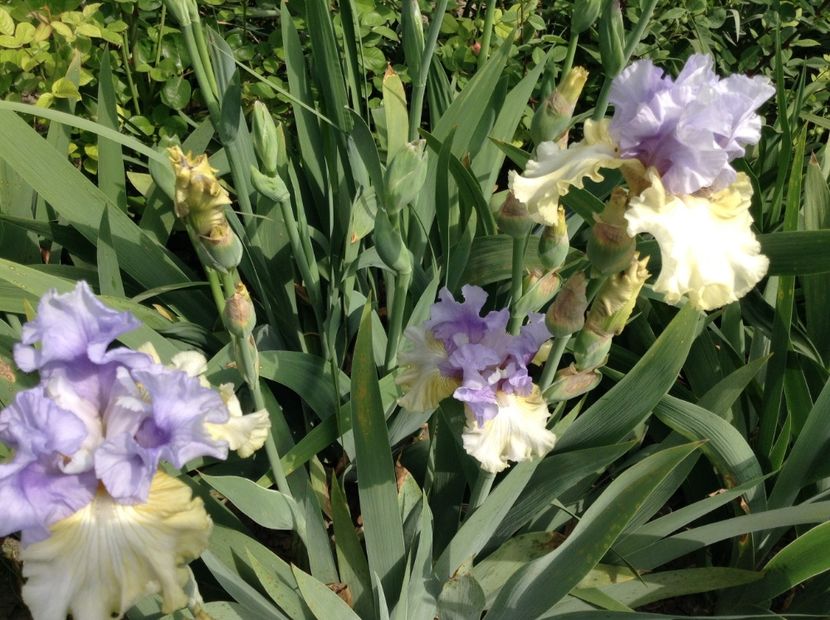 Party' s over - Irisi 2018