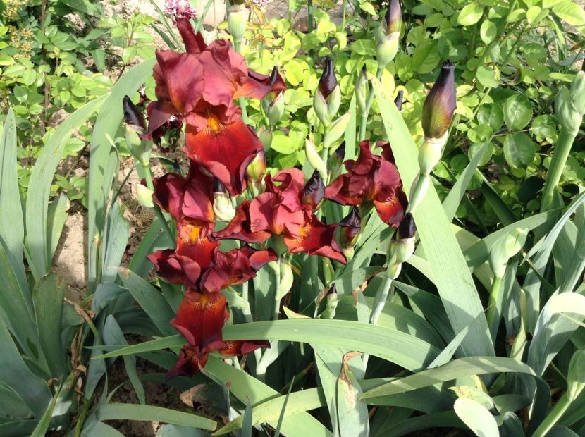 Skyfire - Irisi 2018