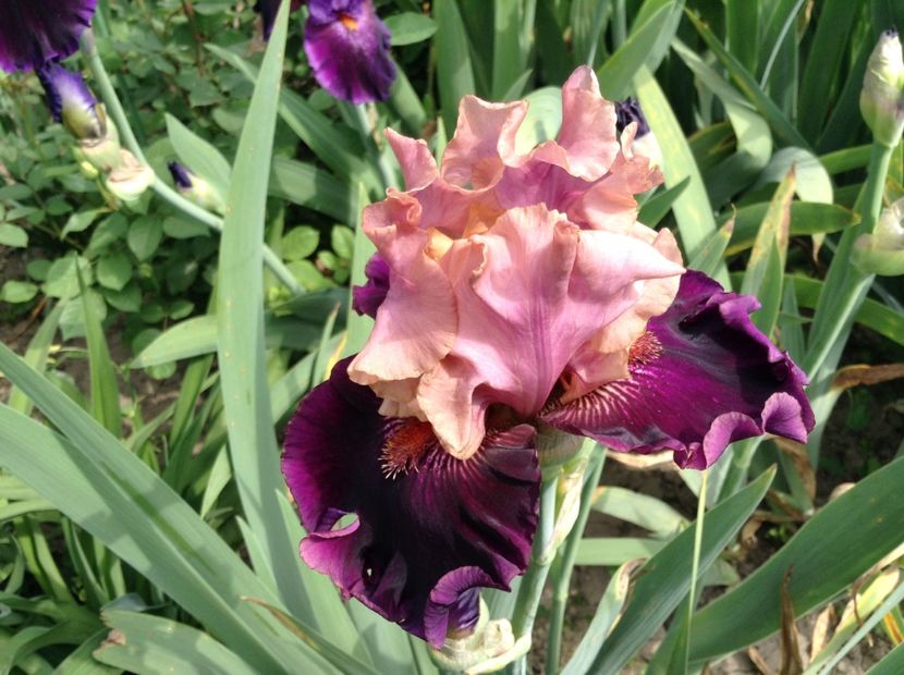 Fluent mandarin - Irisi 2018