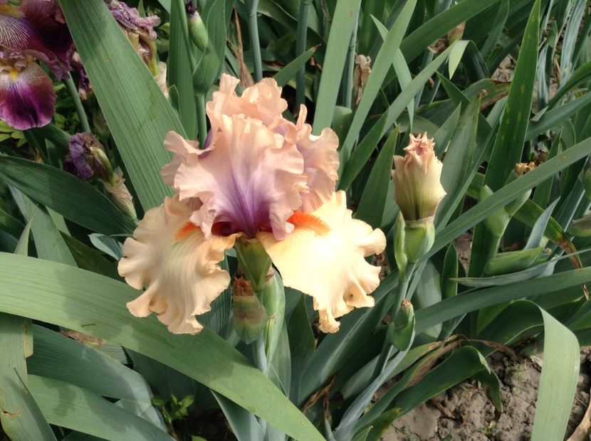 Magic by gosh - Irisi 2018