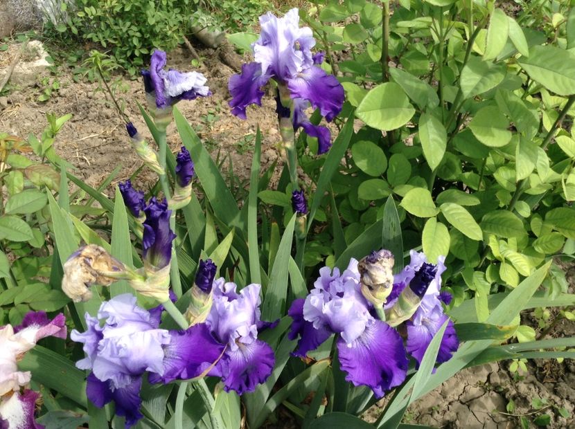 Nordic seas - Irisi 2018