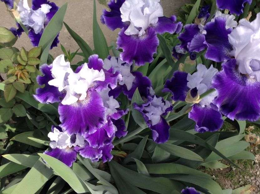 World premier - Irisi 2018