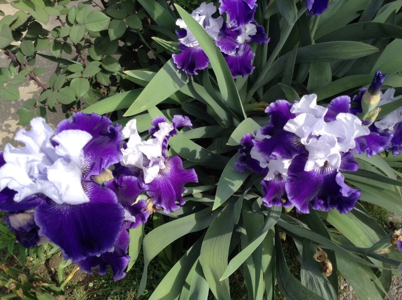 World premier - Irisi 2018