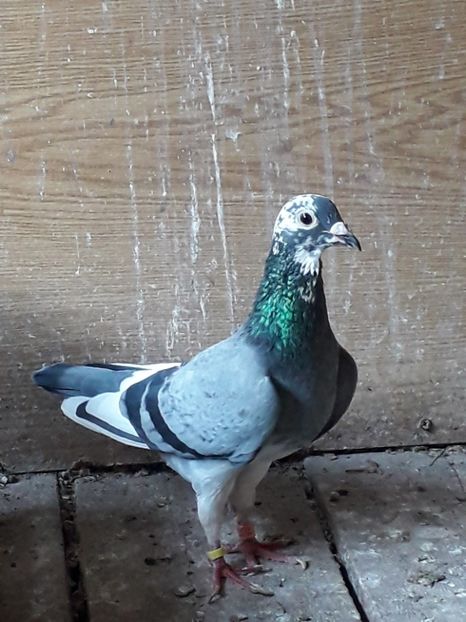 mama mozatului junior - Mozatul junior