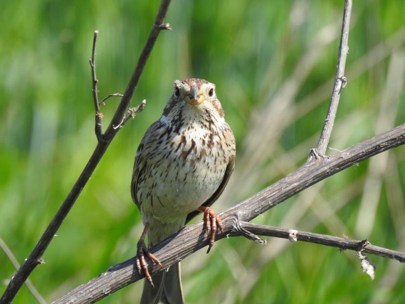 Presura sură (Emberiza calandra) - FOTOGRAFIE