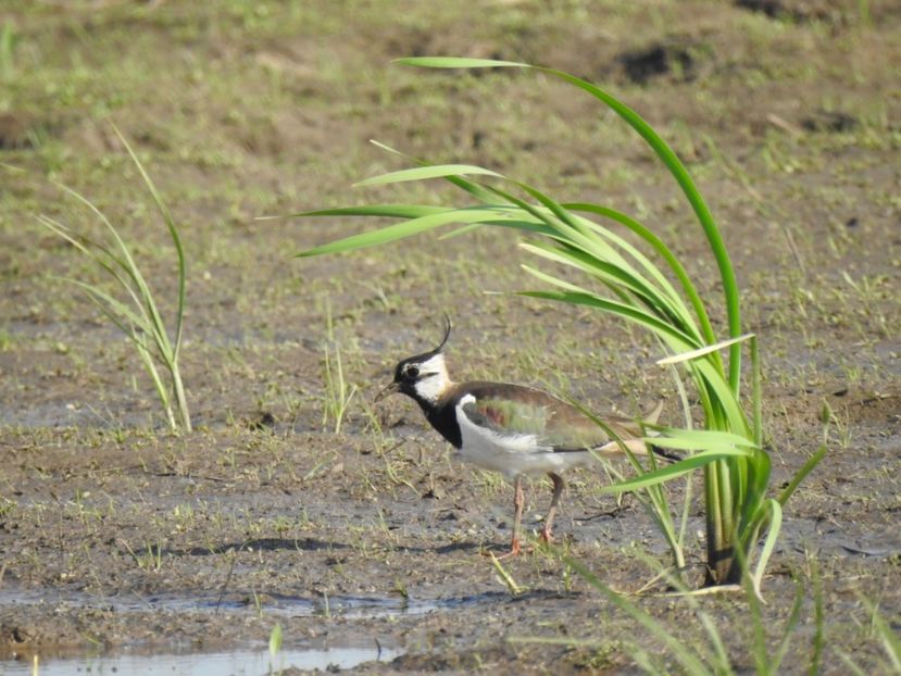 Nagâț (Vanellus vanellus) - FOTOGRAFIE