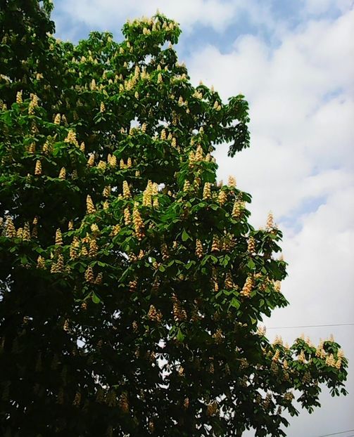 Nuovo_1_Photo7409 - Arbori