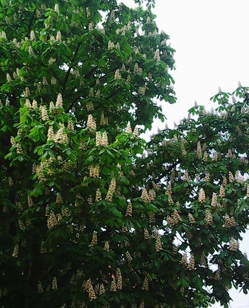 Nuovo_1_Photo7416 - Arbori