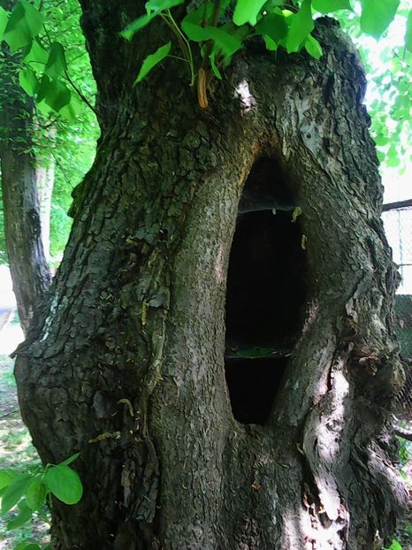 Nuovo_1_Photo7467 - Arbori