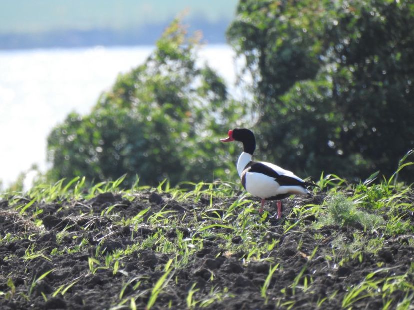 Călifar alb (Tadorna tadorna) - FOTOGRAFIE